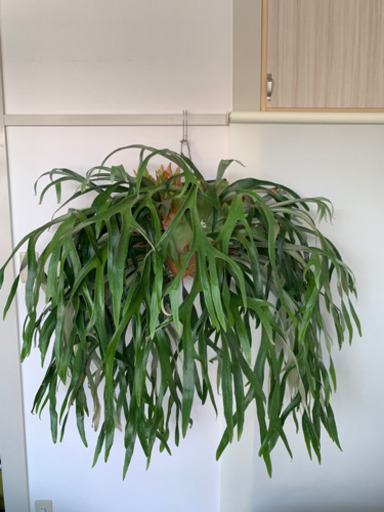 ビカクシダ美品(おそらくビフル)