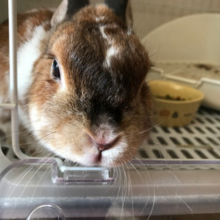 大人しいミニウサギです