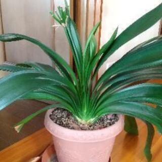 クンシランの鉢植え　その1（シンビジウムの鉢植えおまけ付き）