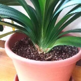 クンシランの鉢植え　その2