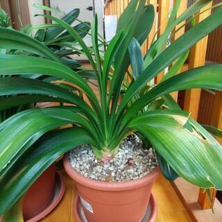 クンシランの鉢植え　その3（シンビジウムの鉢植えおまけ付き）