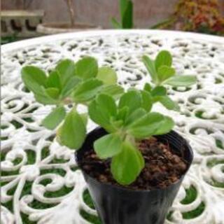 【植物】ボルトジンユ【奇跡の薬草】根付き苗7.5センチポットごとの画像