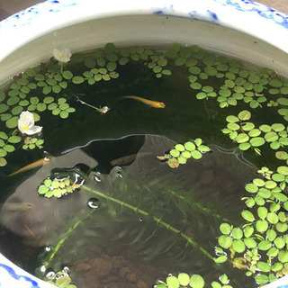アナカリス　水草　花咲きます！☆の画像