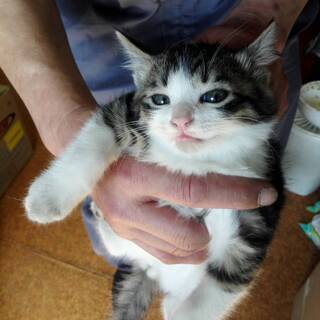 生後1か月半　子猫　男の子！　超美形です！