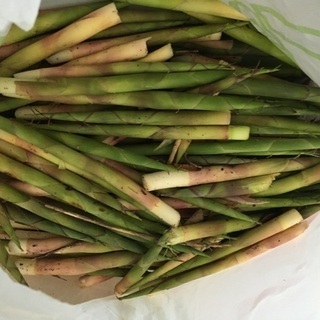 【札幌市】朝採りたけのこ　500g500円〜
