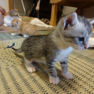 子猫★　5月6日生まれ　茶トラ系　4匹、　キジ　1匹　初めて飼う...