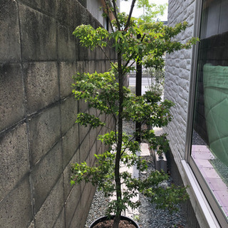 植木　山紅葉　の画像