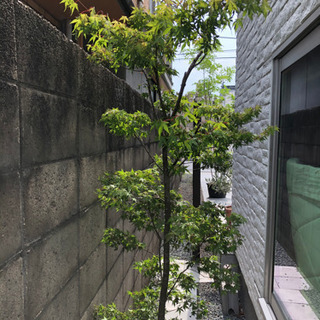 植木　山紅葉　の画像