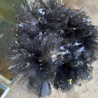 メダカ   ドーナツ型　産卵床　ワッカー君　3個セット！送料込み。の画像