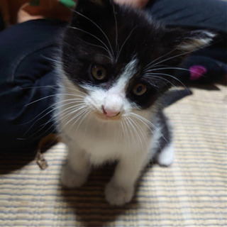 ４月２０日生まれ　ハチワレオス2匹 - 猫