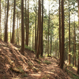 柔整師が行う歩行指導＋登山（金剛山）