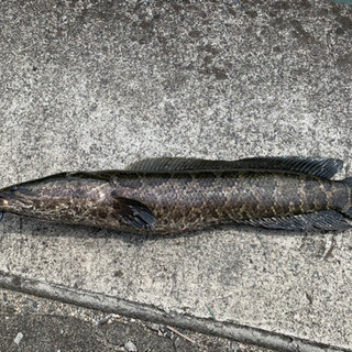 釣り仲間募集ーー