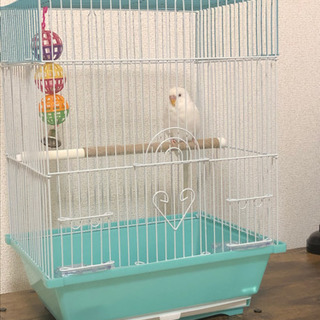 6/2受付終了　　セキセイインコ　アルビノ（1歳未満）