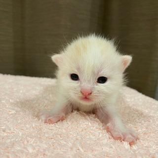 子猫♡