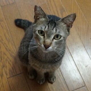 推定２～３歳　霜降りキジ猫の男の子　チリンと呼び鈴を押すことがで...