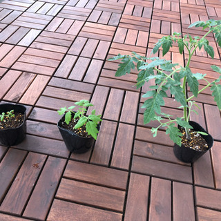 【交渉中】ミニトマト 苗さしあげますの画像