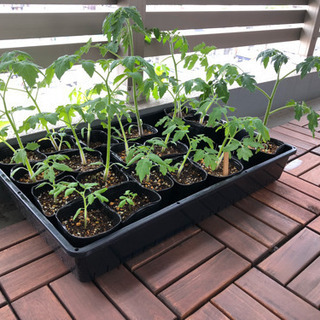 【交渉中】ミニトマト 苗さしあげますの画像