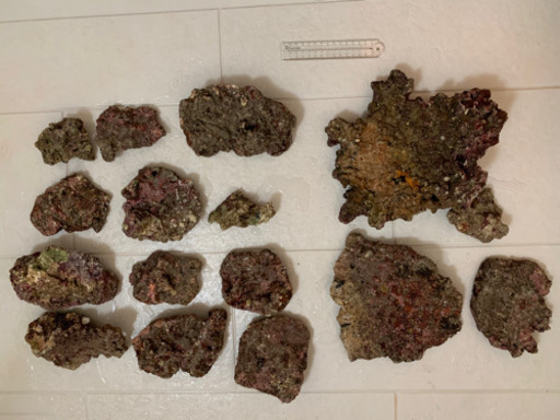 キュアリング済ライブロック10kg