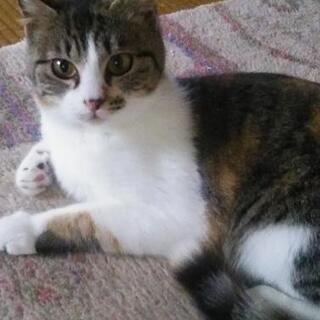 里親さん募集中！メス、三毛猫です。里親さん決まったのですが諸事情...