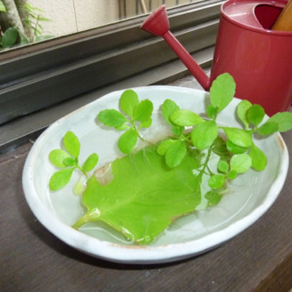 マザーリーフ苗(小)の画像