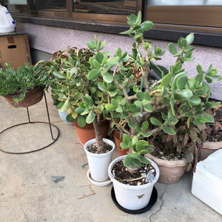 サボテンなどの鉢植え　空鉢の画像