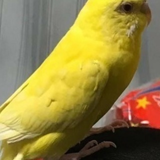 インコが迷子になりました