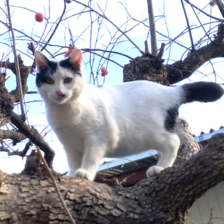 飼い猫を探しています。
