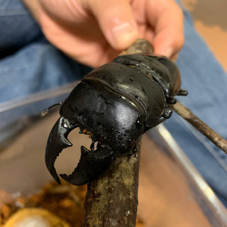 テイオウヒラタ、スマトラヒラタアチェ産