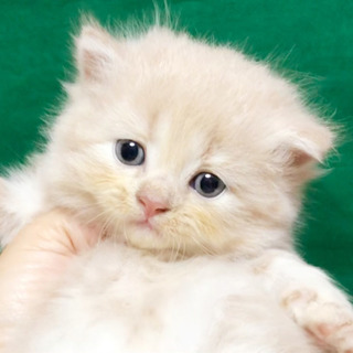 4／５生まれのスコティッシュ①