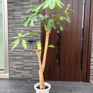 大型観葉植物　大きいサイズ　観葉植物