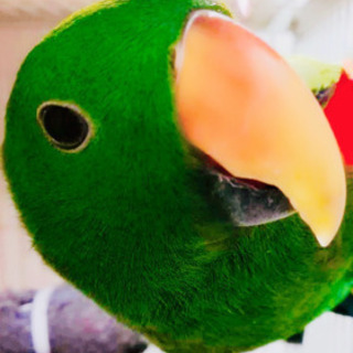 オオハナインコ  オス 一旦ストップお願いします。