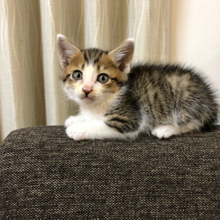里親募集　1ヶ月半の子猫　オス