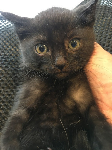 シュコ　黒猫 黒ネコのタンゴ - YouTube