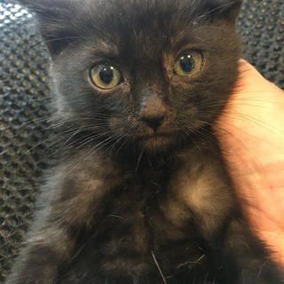 生後約３ヶ月ぐらい子猫：黒虎：黒ですが若干縞模様あり　オス