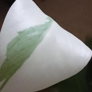 無料☆モンステラの画像