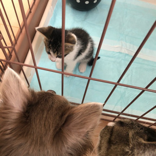 子猫の里親さん募集