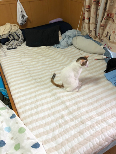 セミダブルベッド★