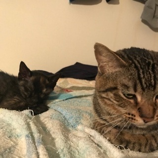 子猫の里親さん募集します┏○ﾍﾟｺｯ