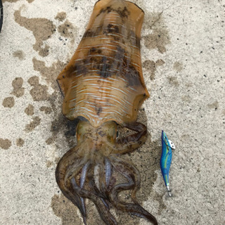 一緒に釣り行ってくれる方、釣りを教えてくれる方 募集 - 出雲市
