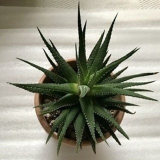 観葉植物　多肉植物の十二の巻