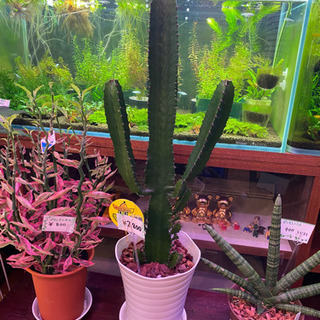 観葉植物　多肉植物　大雲閣　ダイウンカク