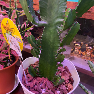 観葉植物　多肉植物　大雲閣　ダイウンカクの画像