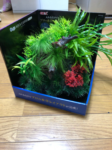 新品水槽の癒し水景