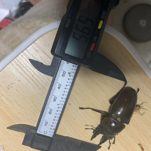 ババオウゴンオニクワガタペア新成虫