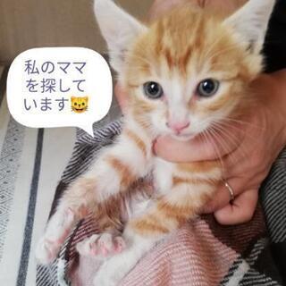 1ヶ月半♀😺サビ三毛のお友達と一緒に里親様決定です。