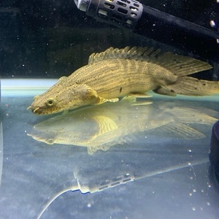 ﾎﾟﾘﾌﾟﾃﾙｽﾗﾌﾟﾗﾃｨ