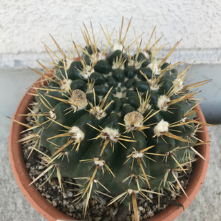 多肉植物友達募集中(私はサボテン)