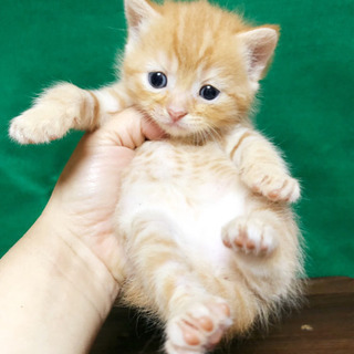 4／5生まれのスコティッシュ③