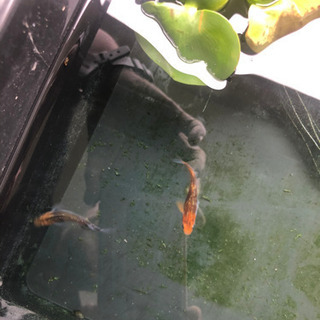 メダカ卵