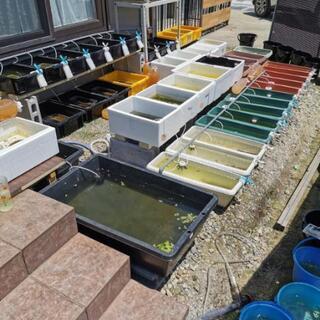 メダカ50円で他に卵、水草などの画像